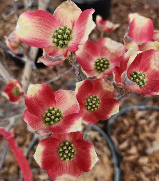 Cornus florida 'Cherokee Brave' (Flowering Dogwood Tree)