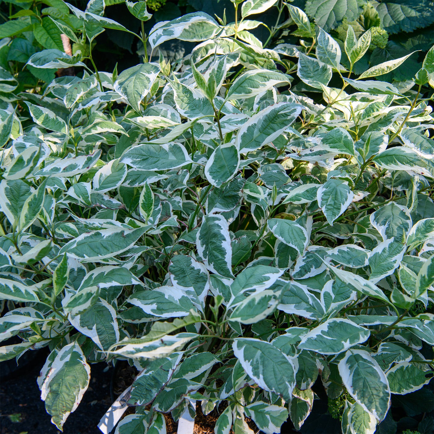Cornus alba 'Bailhalo' (Dogwood 'Ivory Halo')