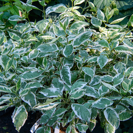 Cornus alba 'Bailhalo' (Dogwood 'Ivory Halo')