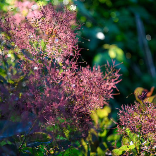 Cotinus coggyaria 'Velvet Fog' - Smokebush