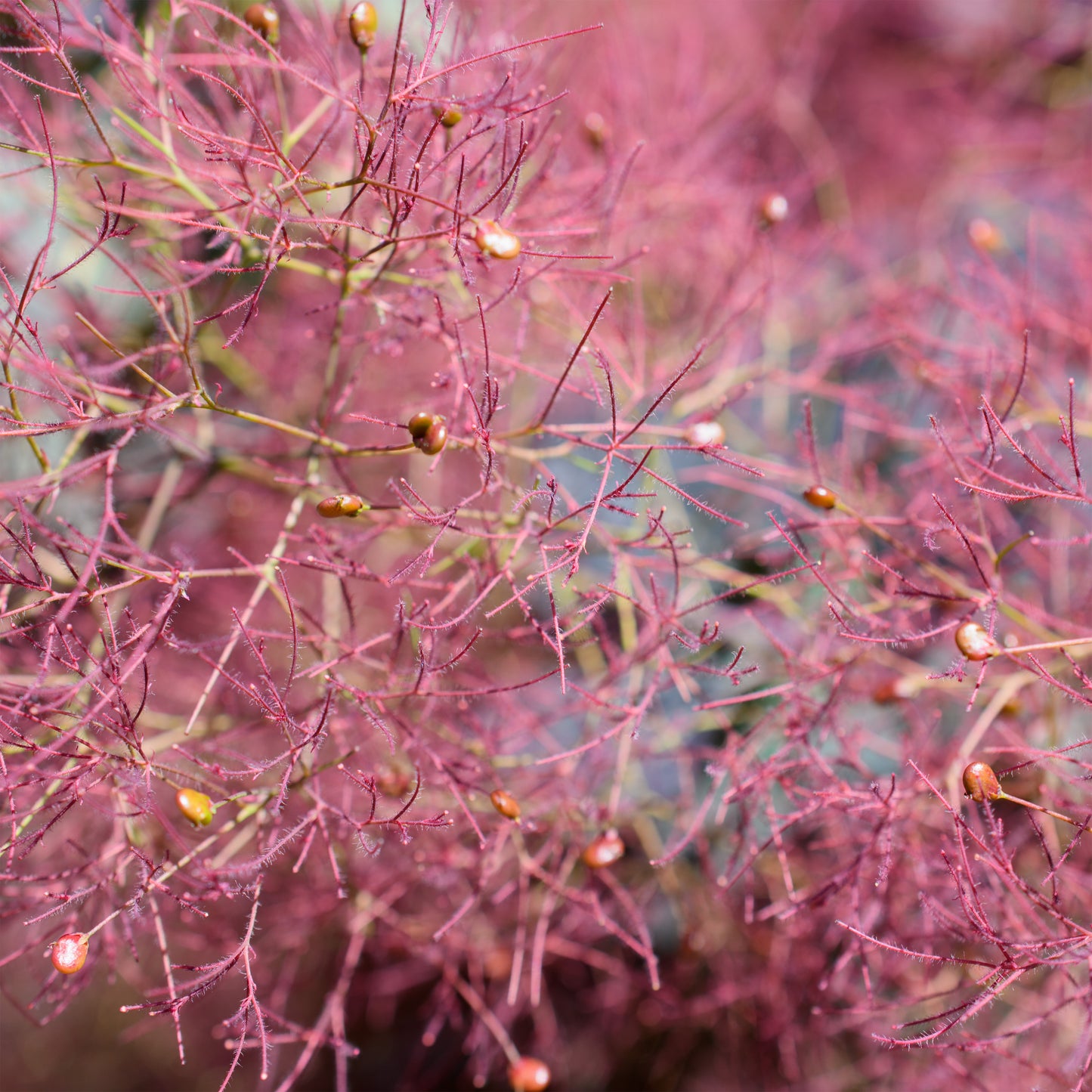 Cotinus 'Grace' - Smokebush