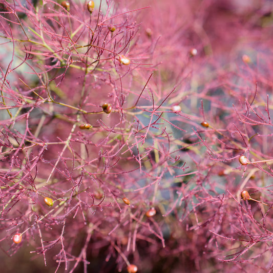 Cotinus 'Grace' - Smokebush
