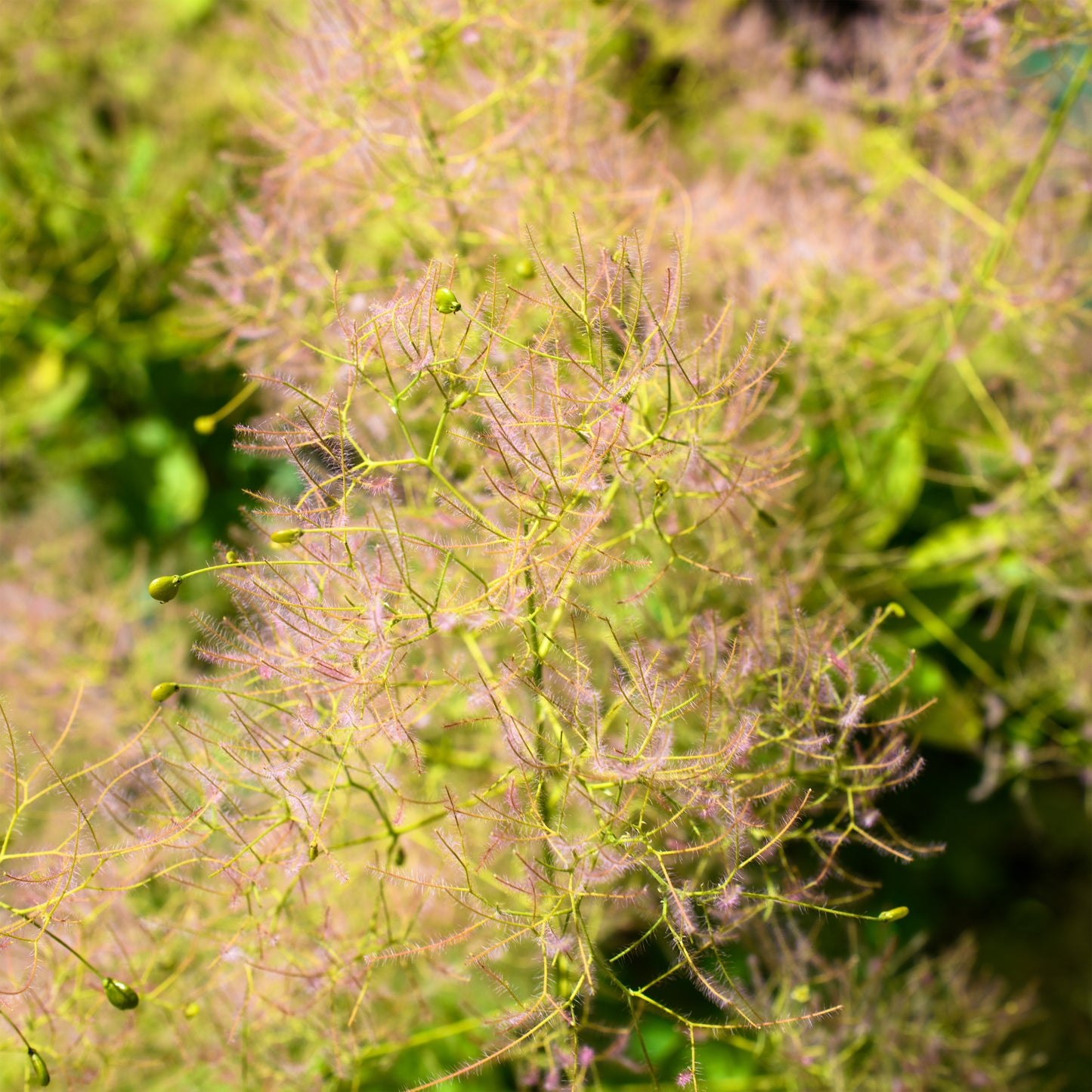 Cotinus 'Winecraft Gold' - Smokebush