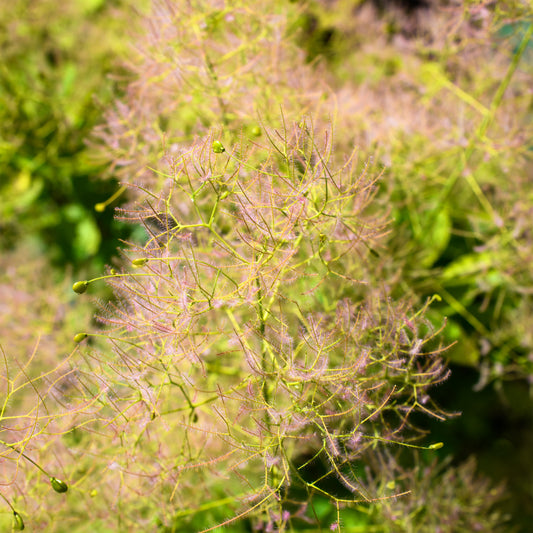 Cotinus 'Winecraft Gold' - Smokebush