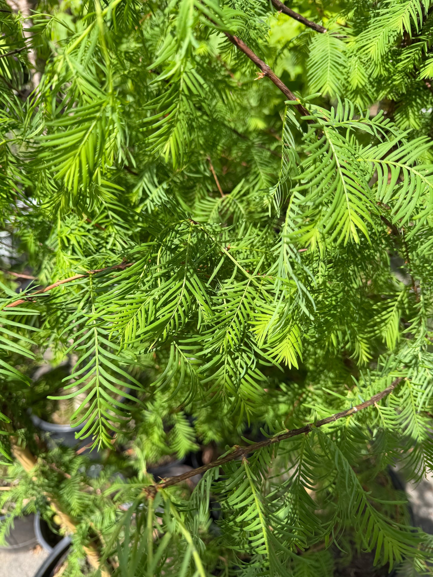 Metasequoia glyptostroboides (Dawn Redwood)