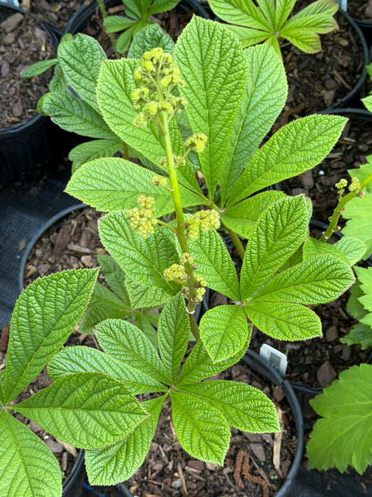 Rodgersia sambucifolia (Rodger's Flower)