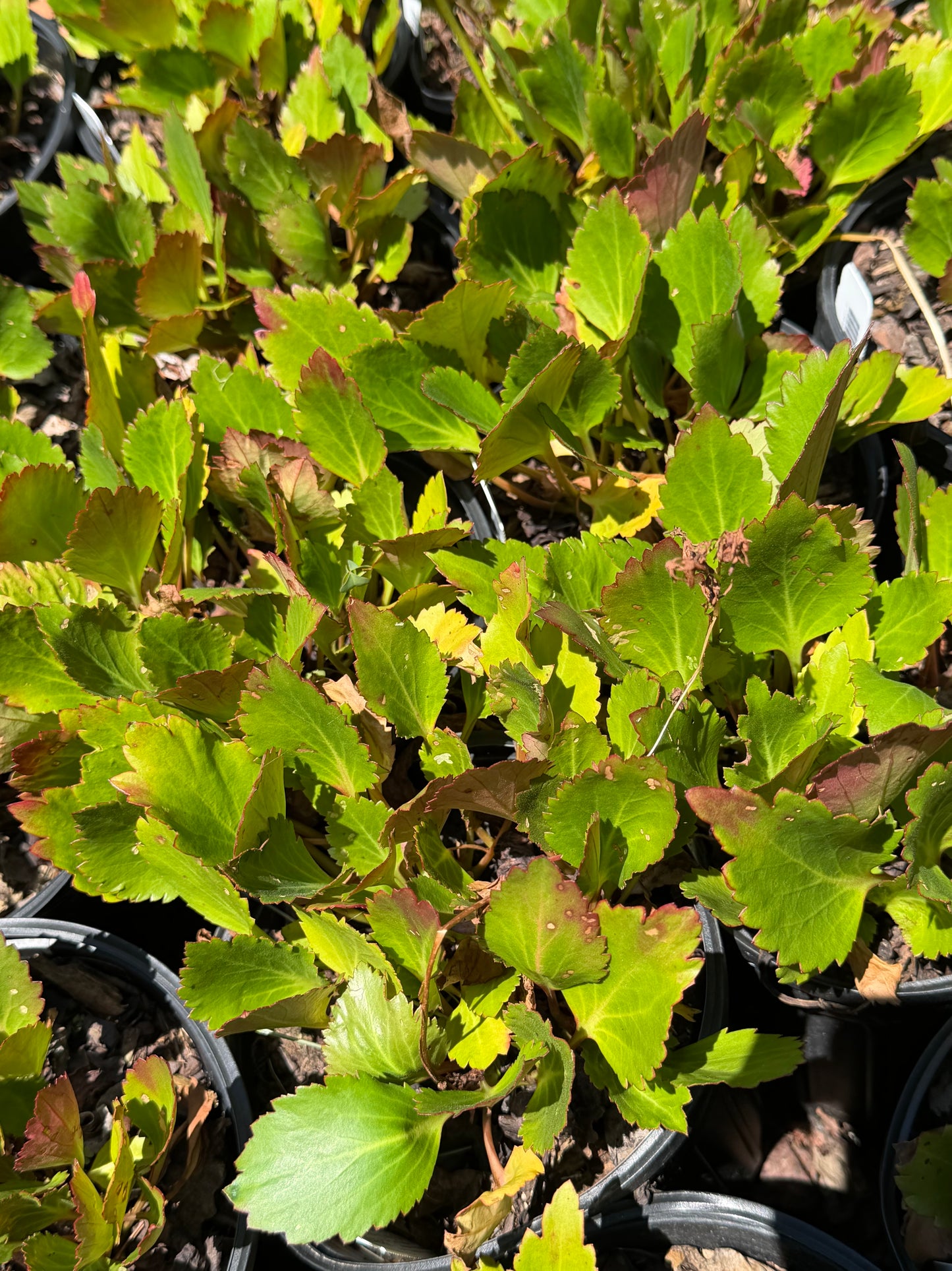 Mukgenia 'Nova Flame'