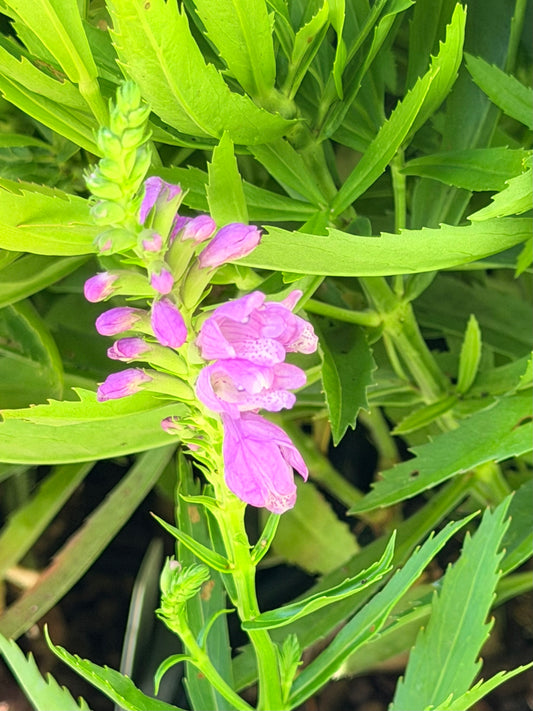 Physostegia virginiana 'Nicauca'/ 'Autumn Carnival' (Obedient Plant)