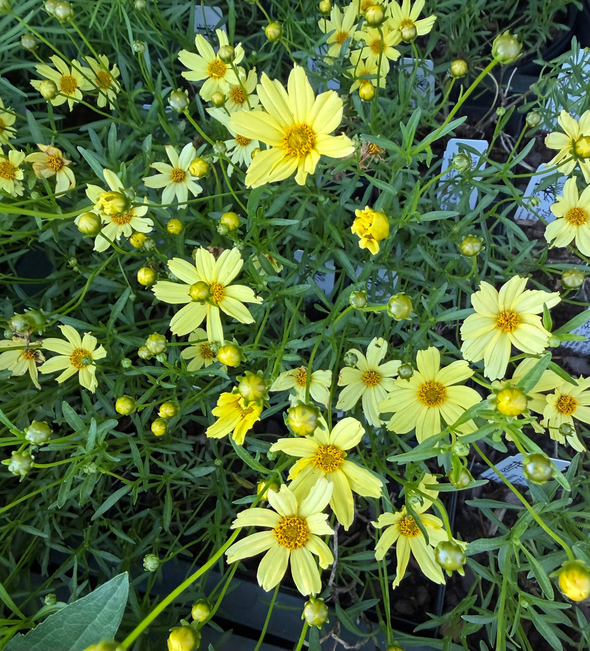 Coreopsis verticillata 'Cruizin'™ Route 66' (Threadleaf Tickseed)
