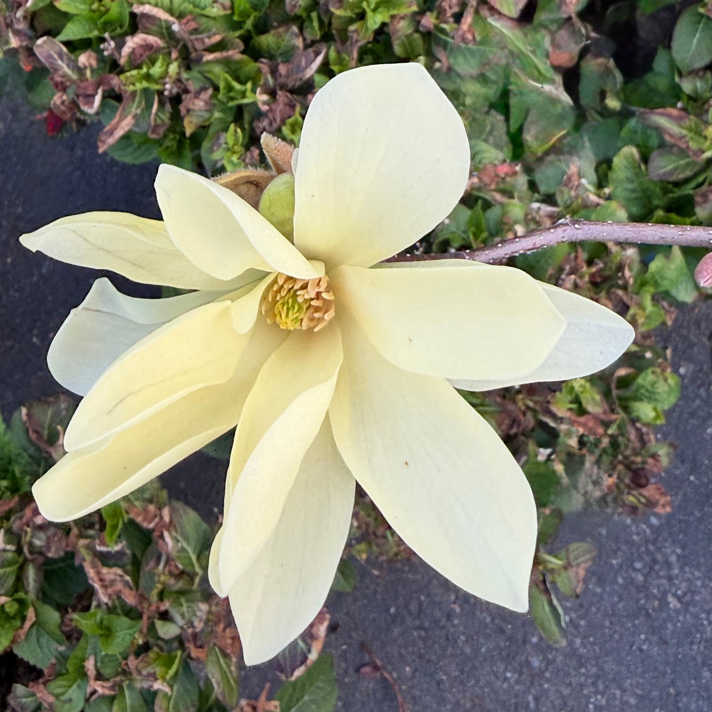 Magnolia 'Gold Star'