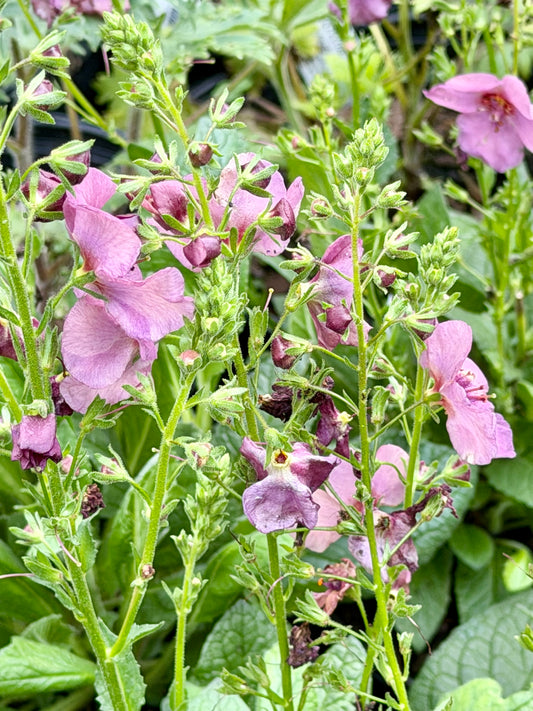 Verbascum x 'Plum Smokey' (Mullein)