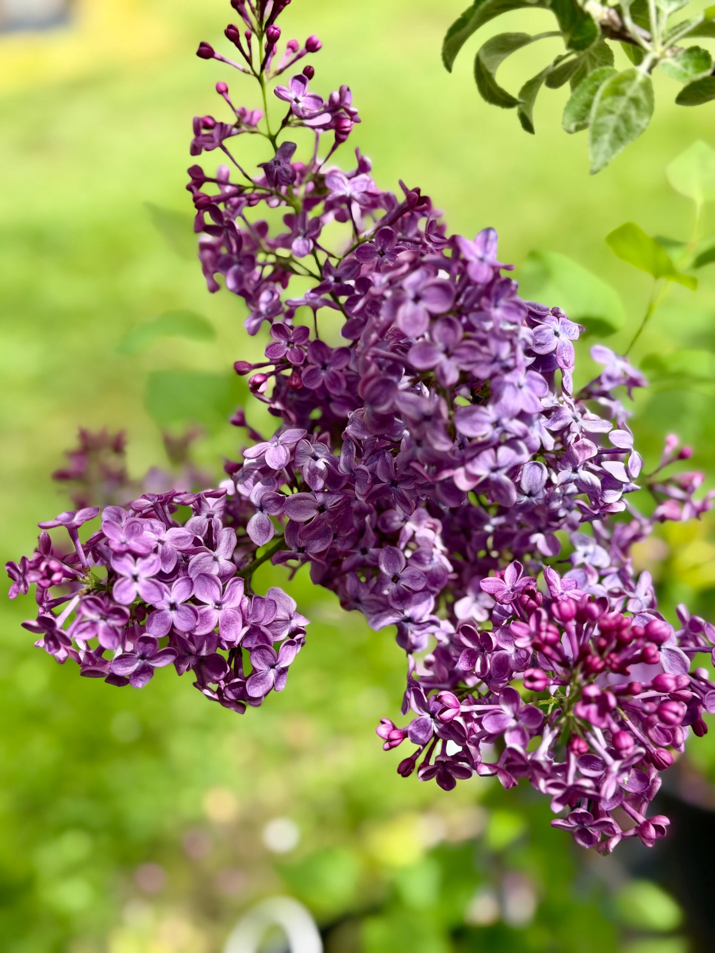 Syringa hyacinthiflora 'Pocahontas'