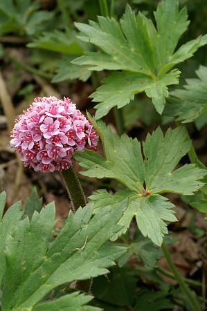 Darmera peltata (Umbrella Plant, Indian Rhubarb)