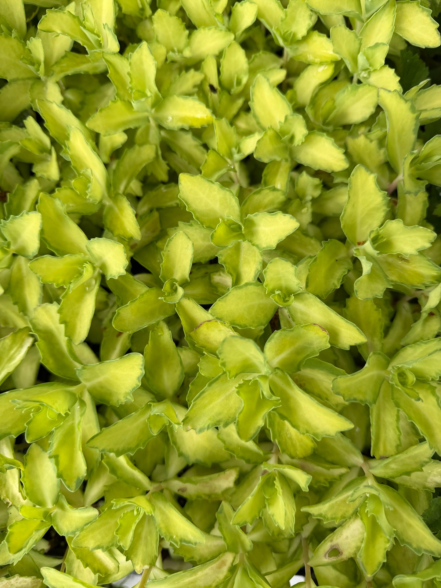Sedum x Autumn Delight 'Beka'