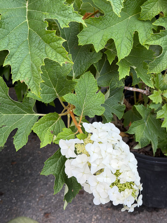 Hydrangea quercifolia 'Jetstream' (Oakleaf Hydrangea)
