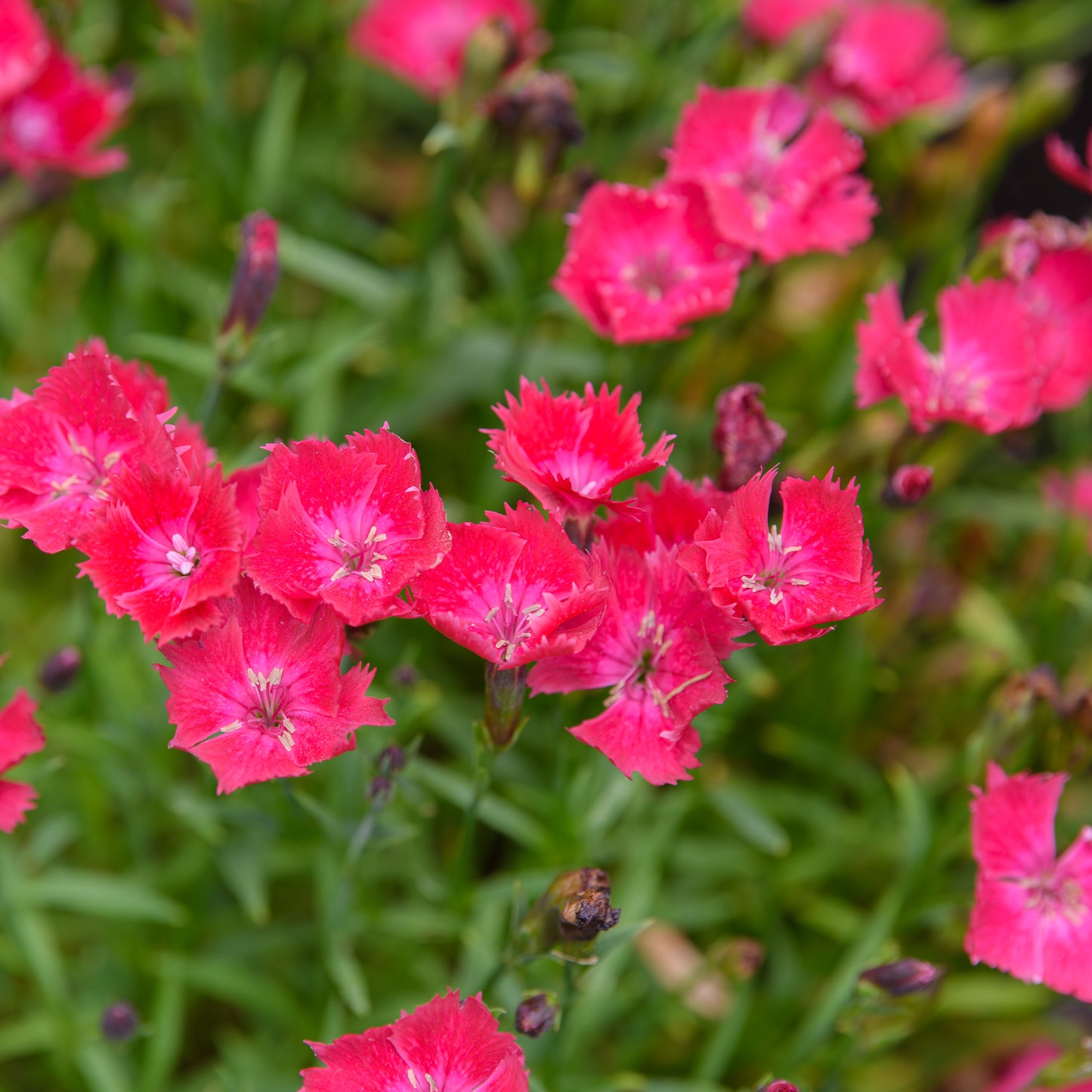 Dianthus gratianopolitanus 'Vivid Cherry Charm'