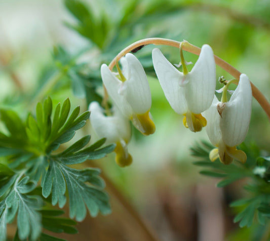 Dicentra cucullaria  (Dutchman's Breeches)