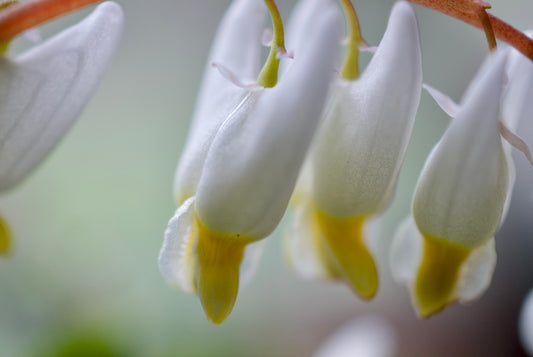 Dicentra cucullaria (Dutchman's Breeches)