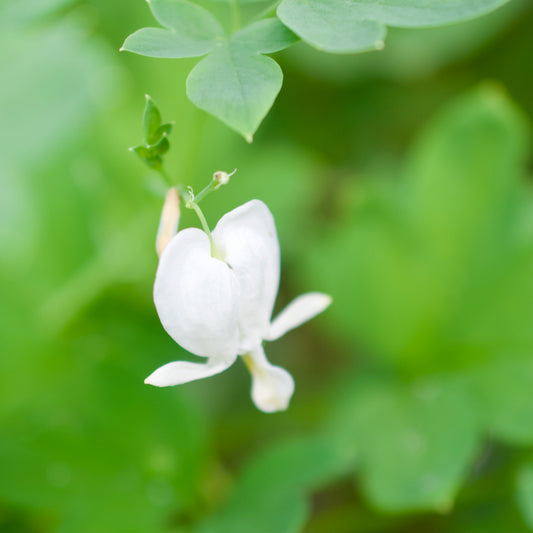 Dicentra eximia `Alba'