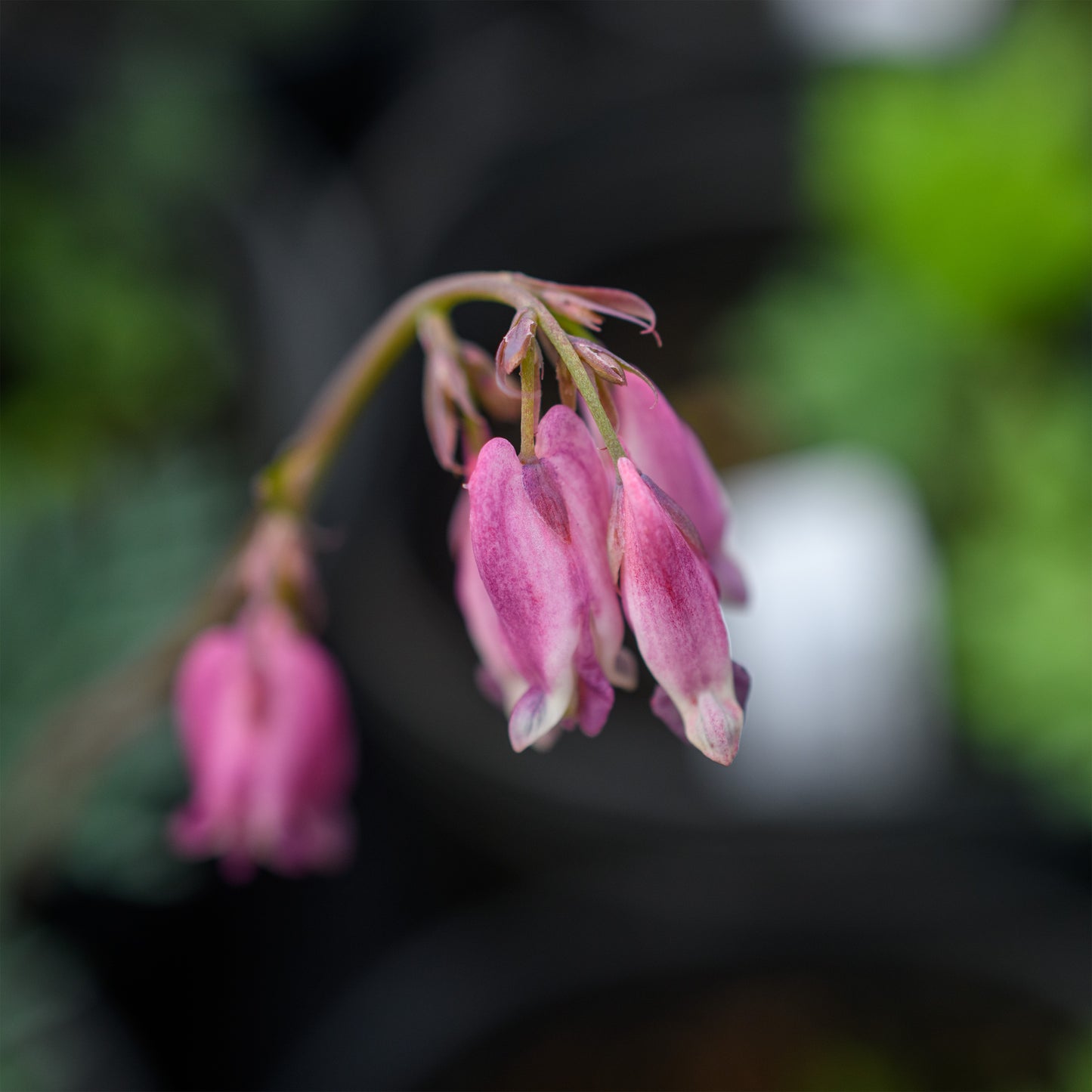 Dicentra formosa