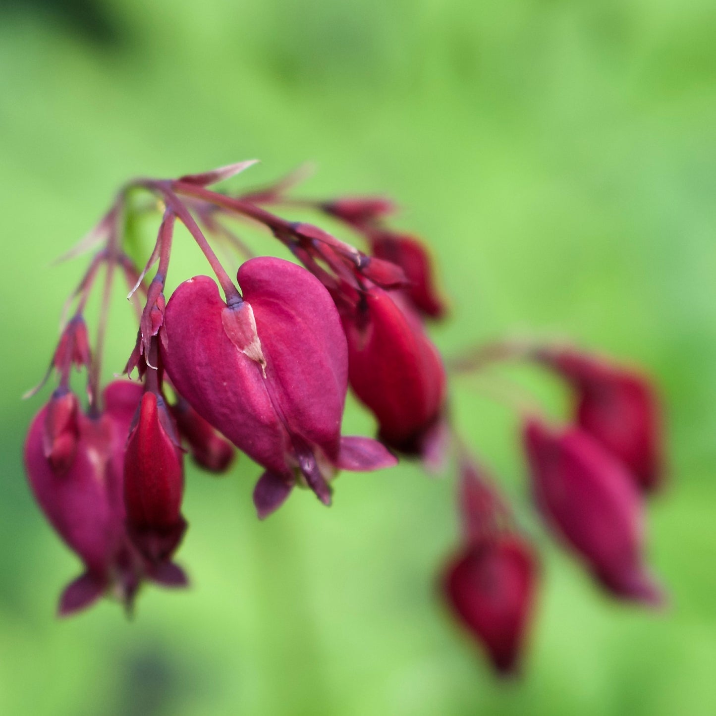 Dicentra formosa 'Bacchanal'