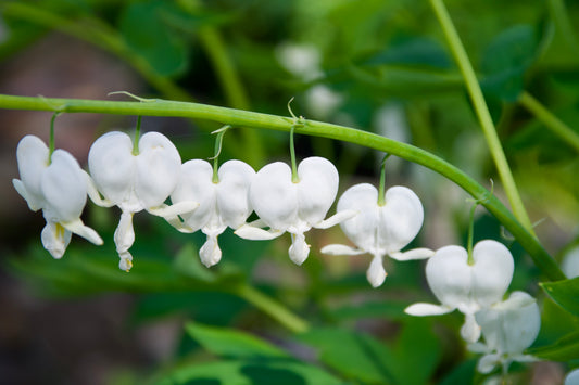 Dicentra spectabilis 'Alba'