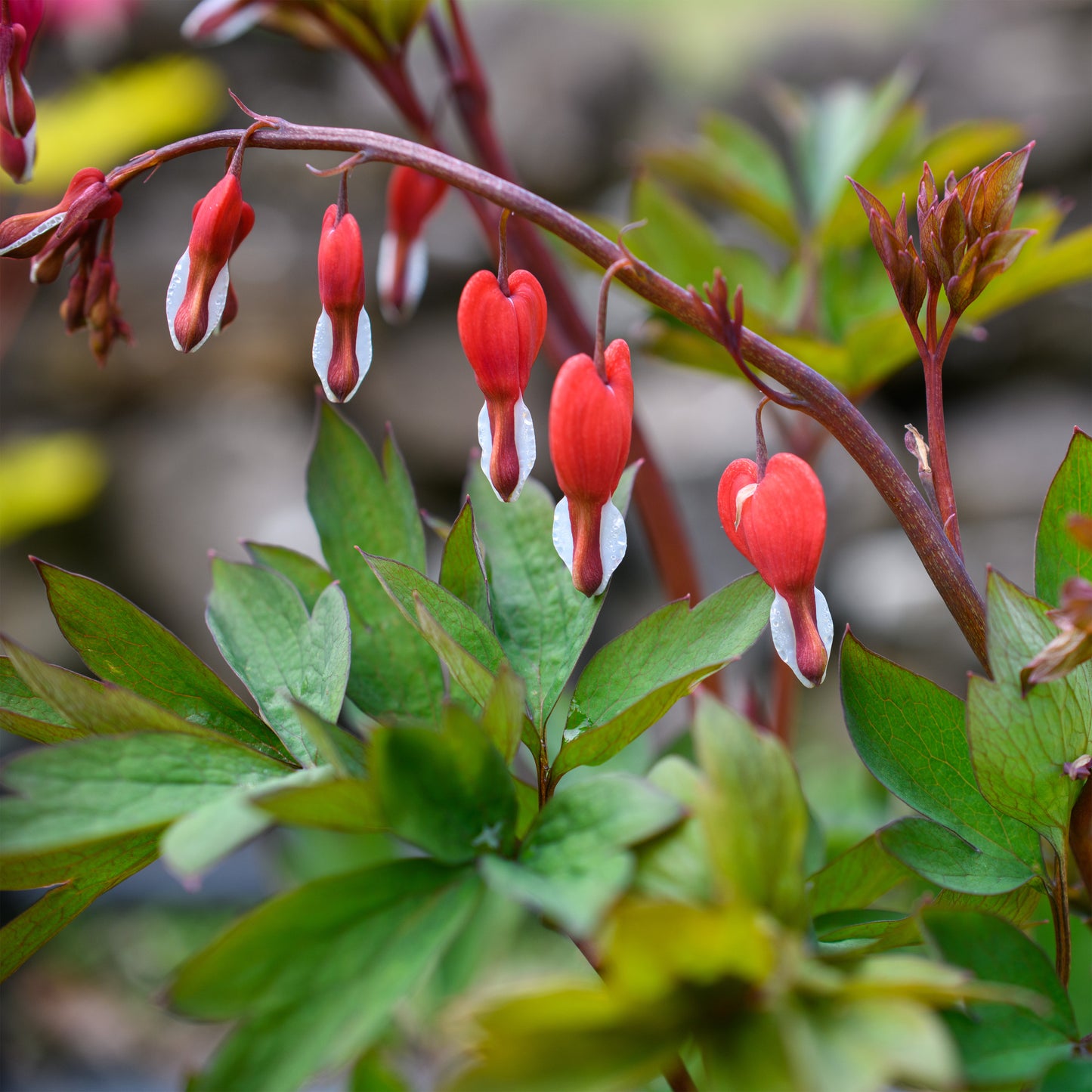 Dicentra spectabilis 'Valentine'
