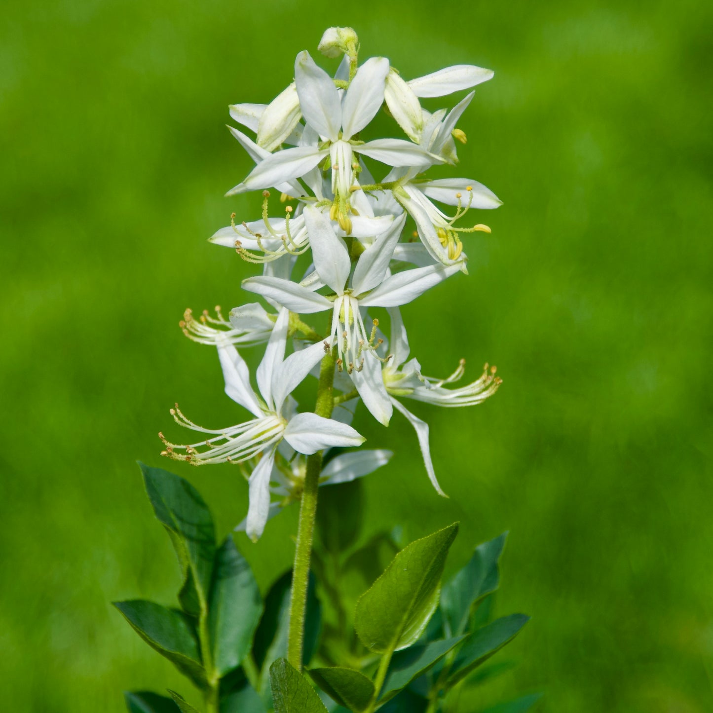 Dictamnus albus 'Albiflorus'