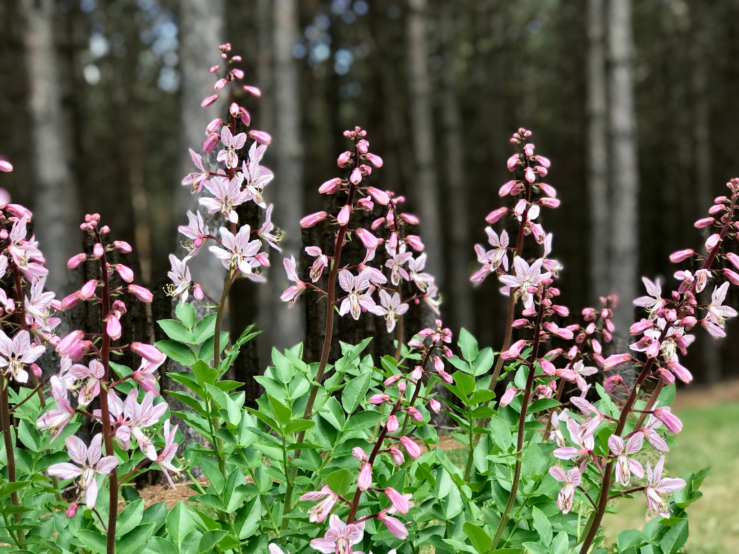 Dictamnus albus 'Purpureus'