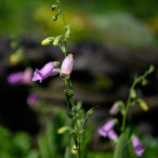 Digitalis thapsi 'Spanish Peaks' (Foxglove)