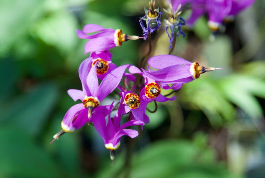 Dodecatheon x 'Aphrodite'