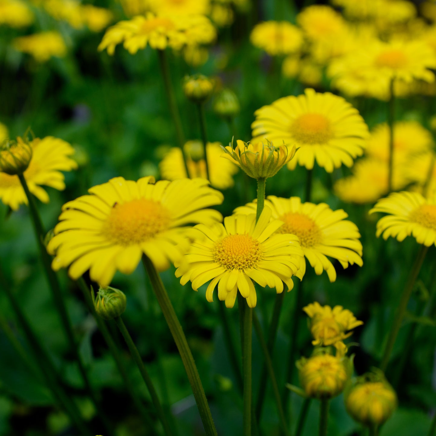 Doronicum orientale 'Leonardo' (Leopard’s Bane)