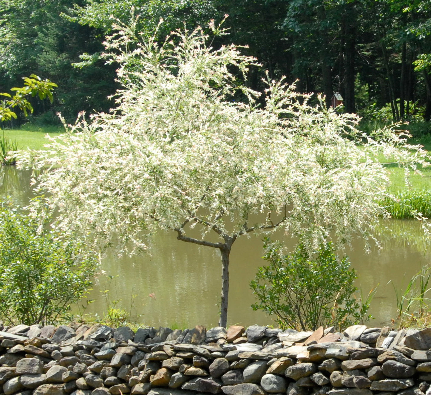 Salix integra 'Hakura Nishiki' - Dappled Willow