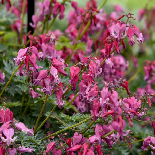 Dicentra 'Passion Hearts' (Fern Leaf Bleeding Heart)