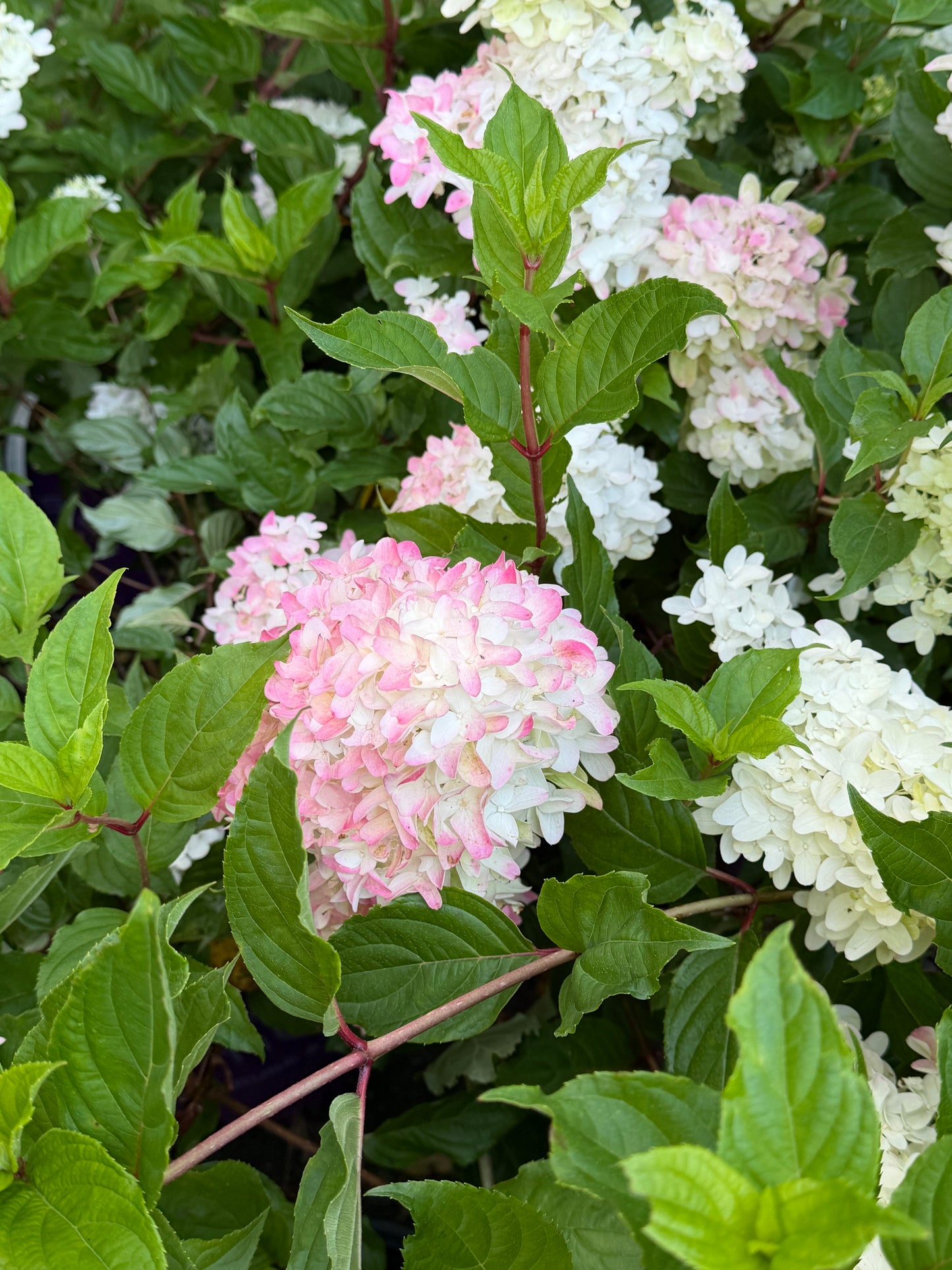 Hydrangea paniculata Spring Sizzle™ ('Bailpanthree')