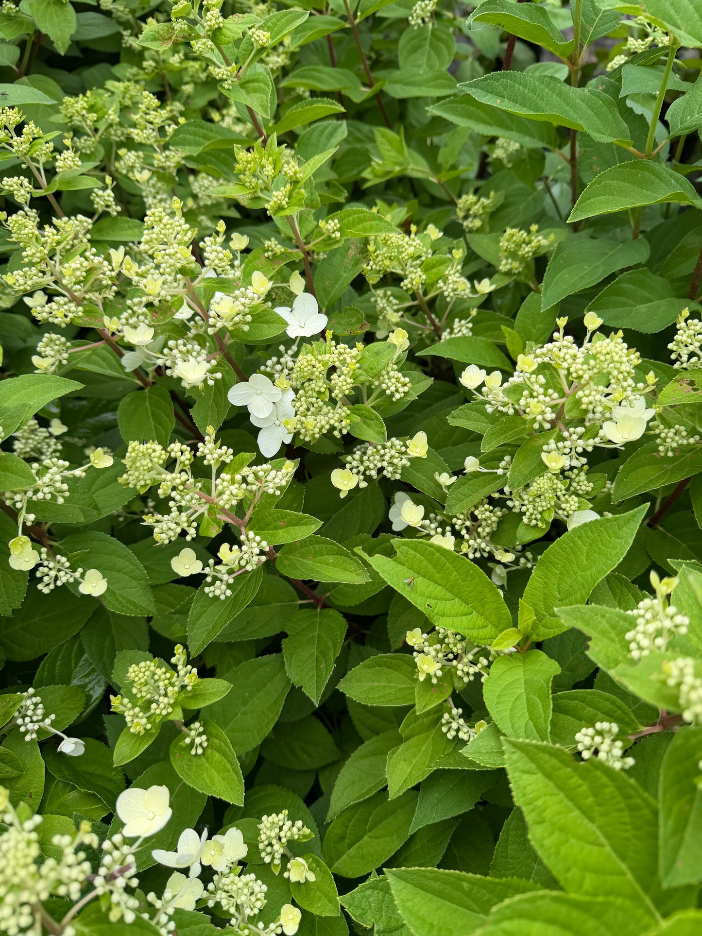 Hydrangea paniculata 'Magical Flame'