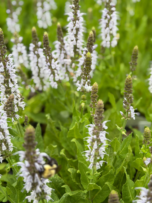 Salvia nemorosa 'Bumblesky'