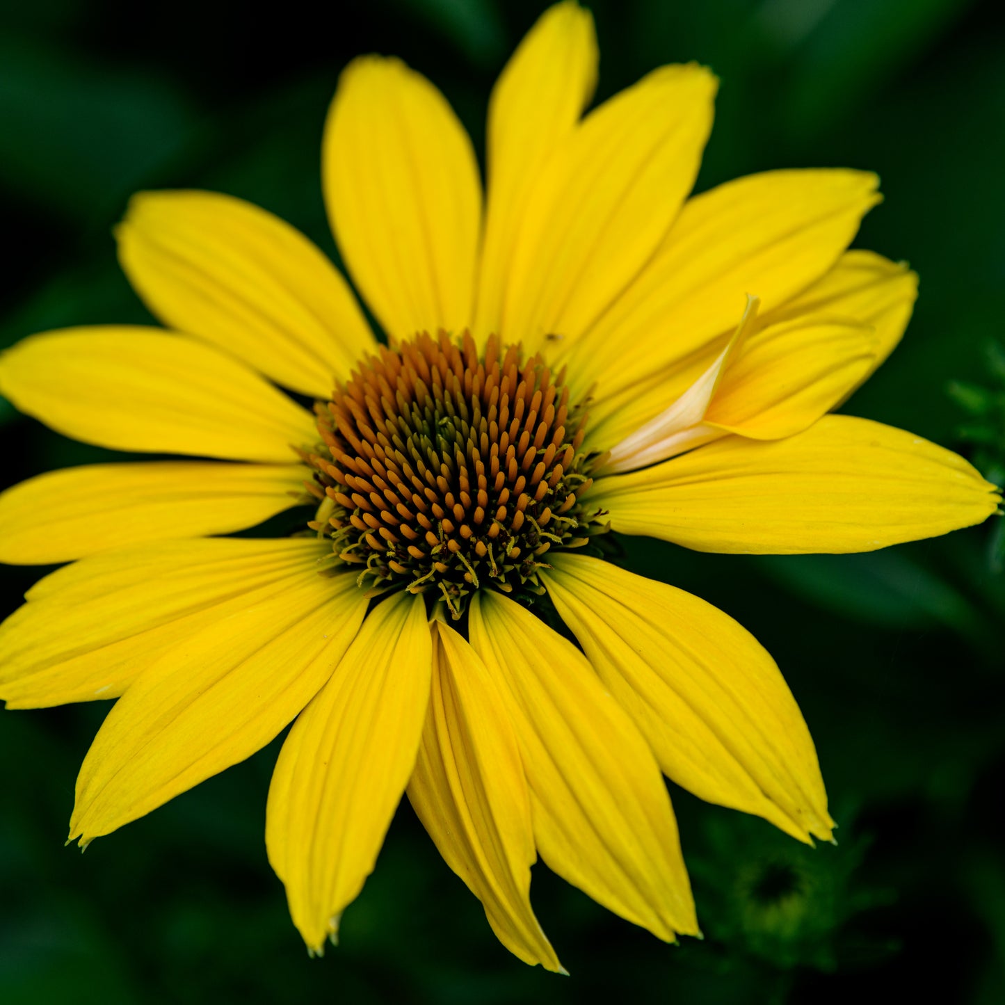 Echinacea purpurea 'Balsomemyim' (Sombraro Lemon Yellow Improved)