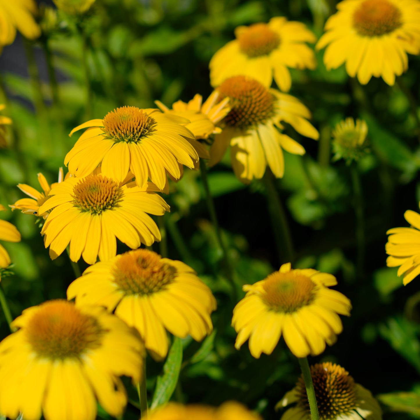 Echinacea x 'Sombrero® Lemon Yellow'