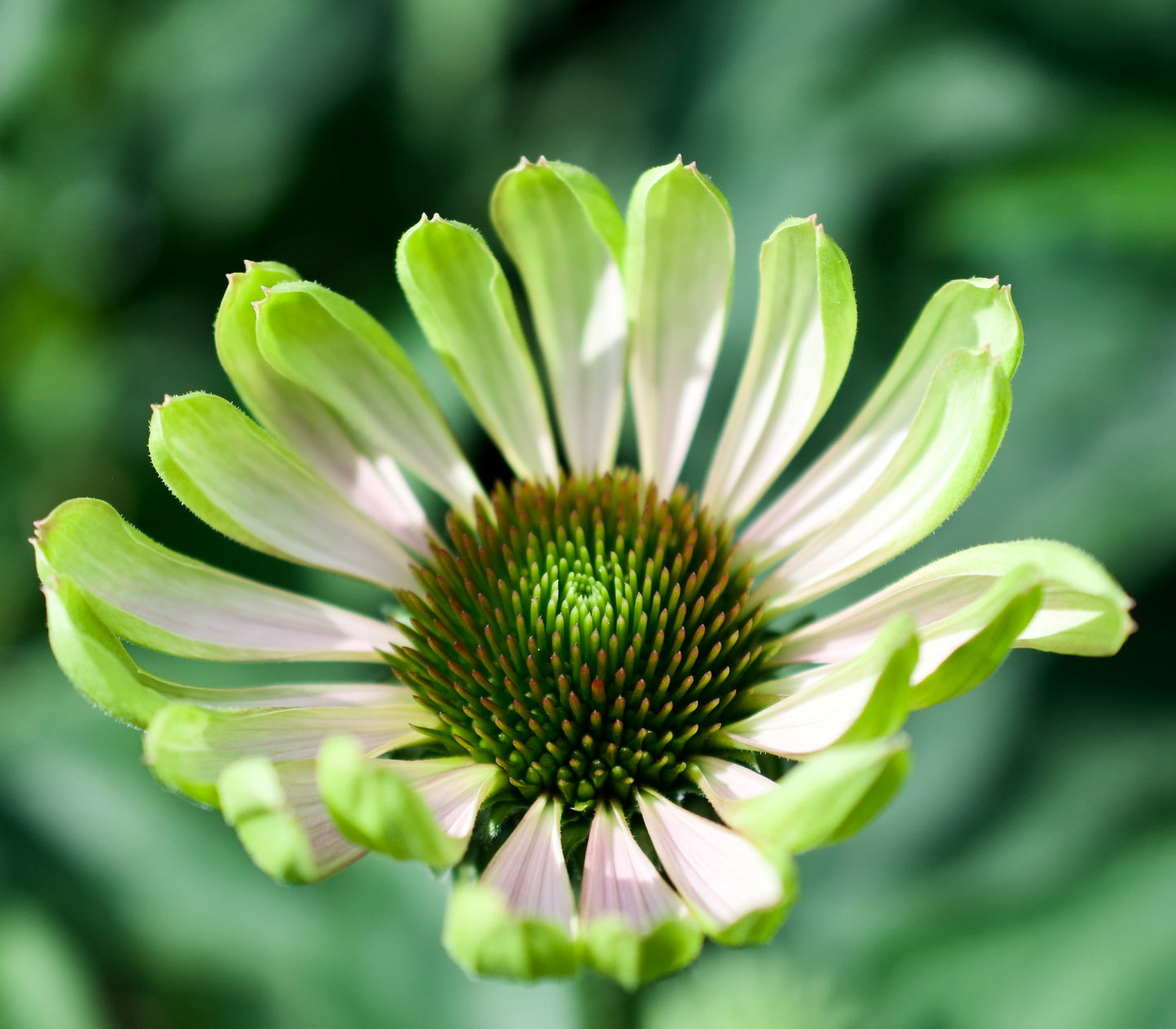 Echinacea purpurea 'Green Twister'