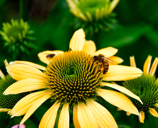 Echinacea purpurea  'Mello Yellow'