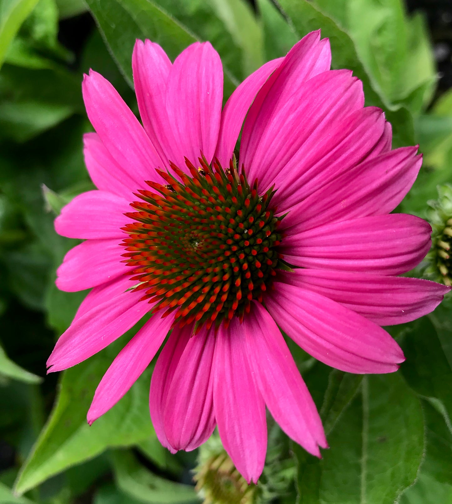 Echinacea purpurea 'Pow Wow Wild Berry'
