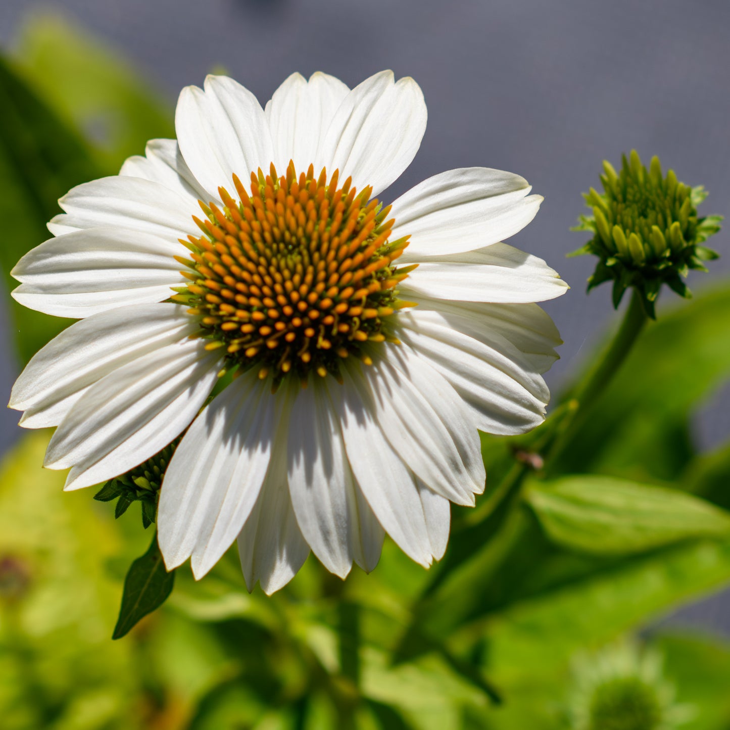 Echinacea purpurea 'PowWow White'
