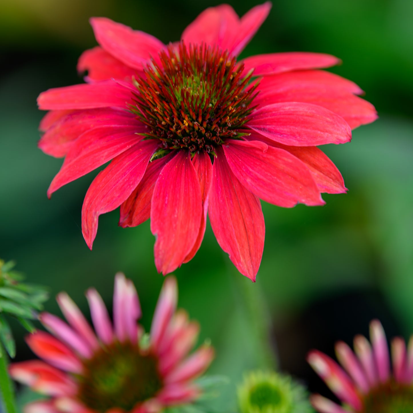 Echinacea purpurea 'Sombrero Tres Amigos'