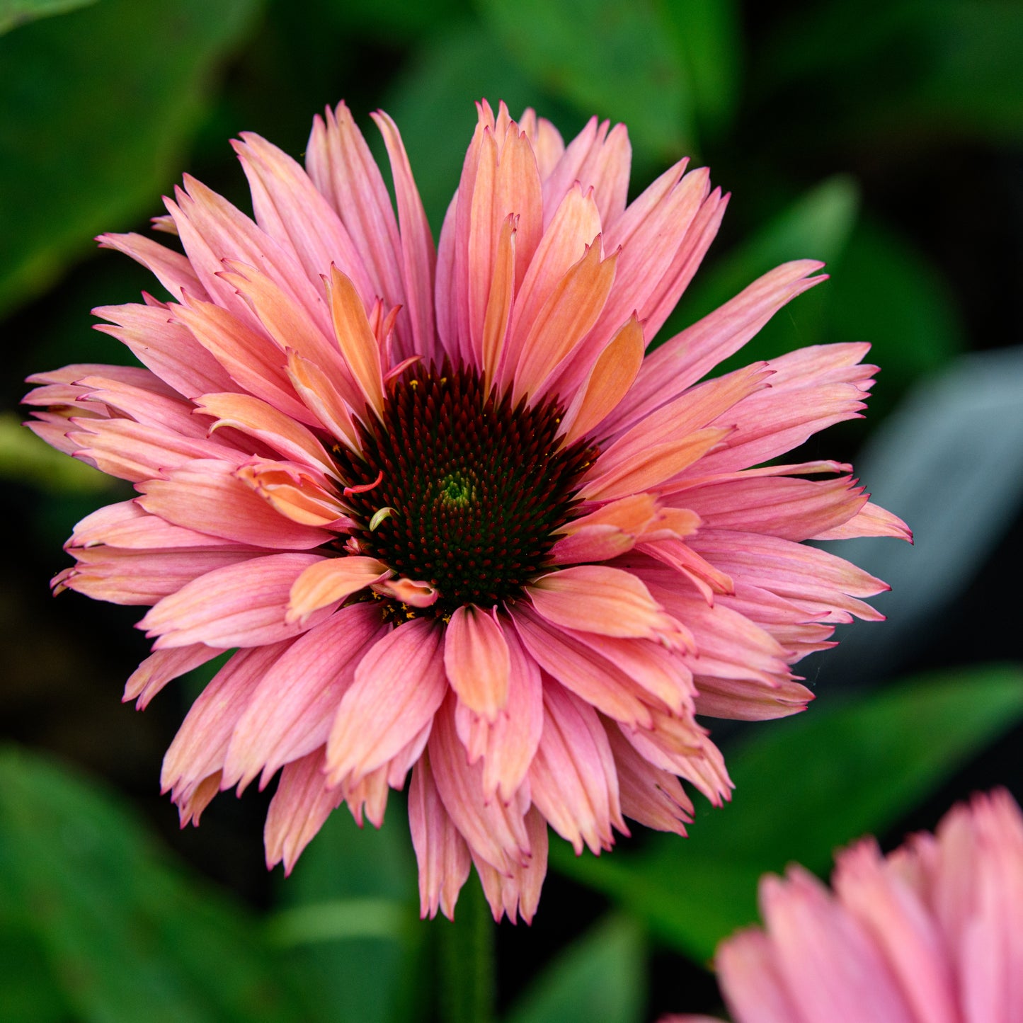 Echinacea purpurea 'Sunseekers Rainbow'