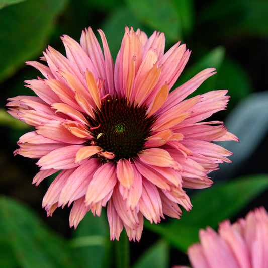 Echinacea purpurea  'Sunseekers Rainbow'