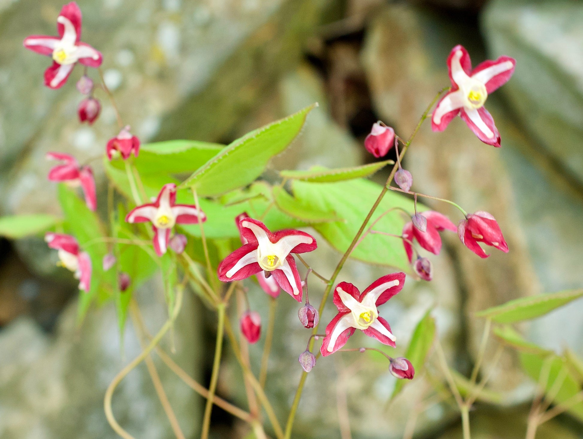 Epimedium alpinum rubrum