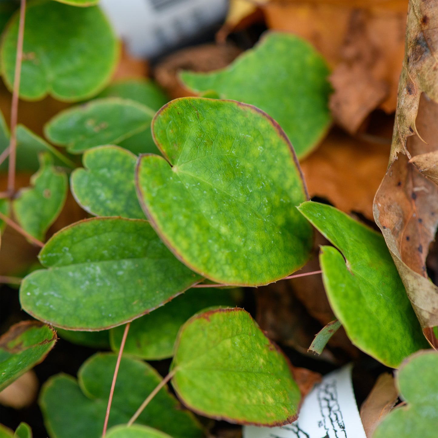 Epimedium grandiflorum 'Lilac Cascade'