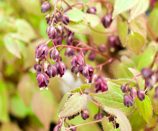 Epimedium grandiflorum  'Purple Prince'