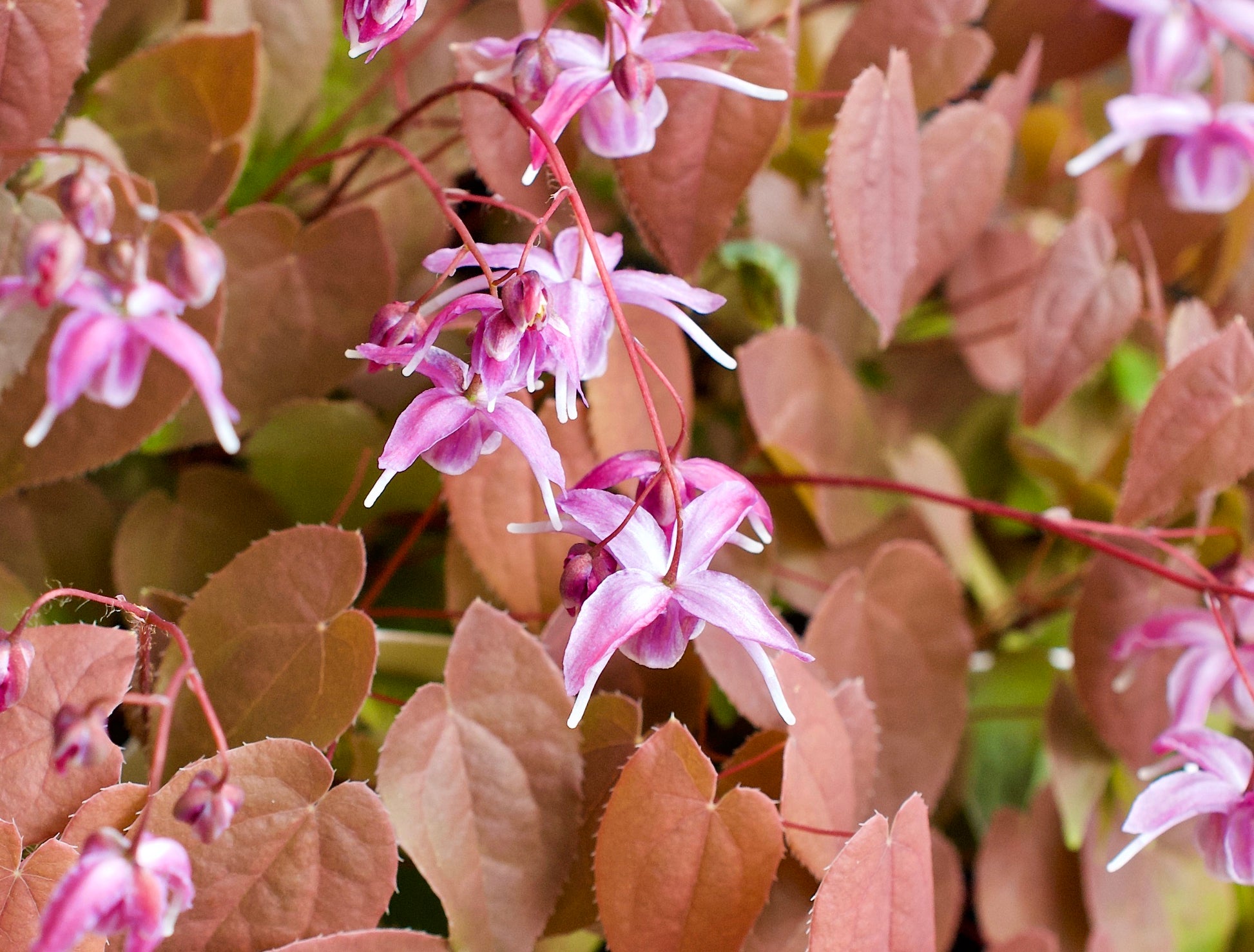 Epimedium grandiflorum  'var. violaceum'